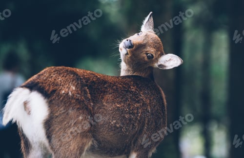 Vista previa: Deers and animals in Nara park, kyoto, Japan