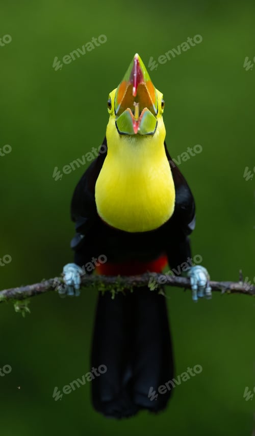 Preview: Keel-billed Toucan in Costa Rica