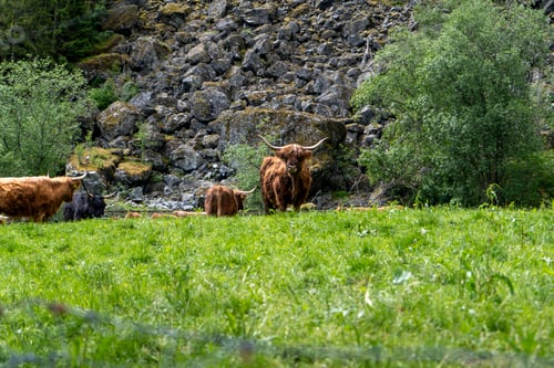 Preview: Highland cows grazing in a lush green Norwegian pasture