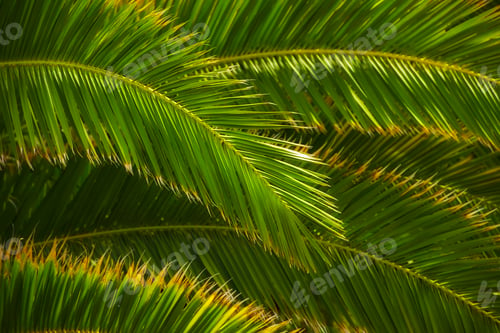 Preview: Palm tree