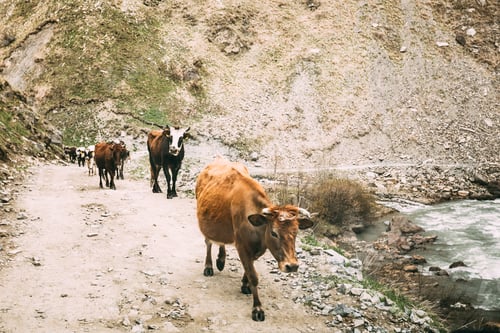 Preview: Cows Walking Along A Narrow Mountain Countryside Road In Rocky M