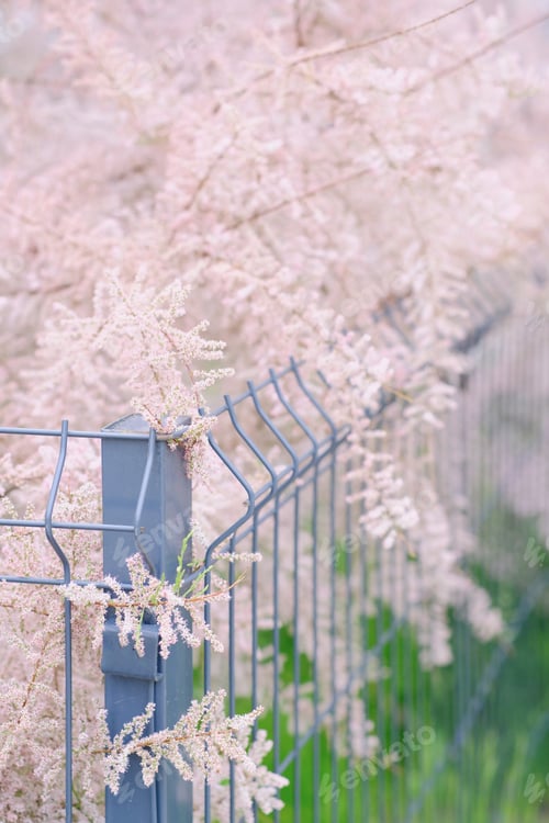 Preview: Pink flowers of Tamarix parviflora. Bright gentle delicate natural spring background. Empty place.