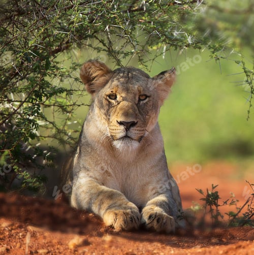 Preview: A Beautiful and Breathtaking wildlife in the World