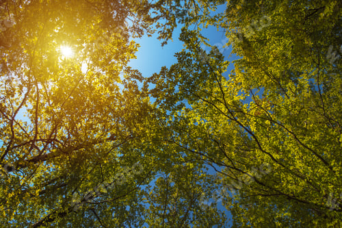 Preview: Low angle view of treetops in forest in summer