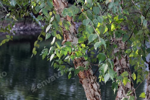 Preview: Green Leaves Over Pond - Photograph Of Green Leaves On A Tree Over A Pond. Selective Focus On The