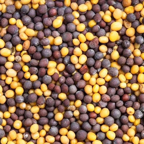 Preview: yellow and brown mustard seeds close up
