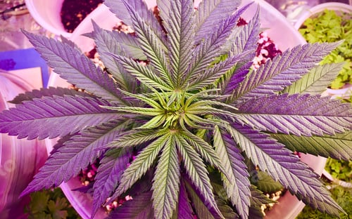Preview: Overheard shot of young cannabis plant