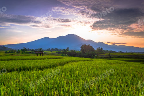 Preview: Beautiful morning view indonesia Panorama Landscape paddy fields