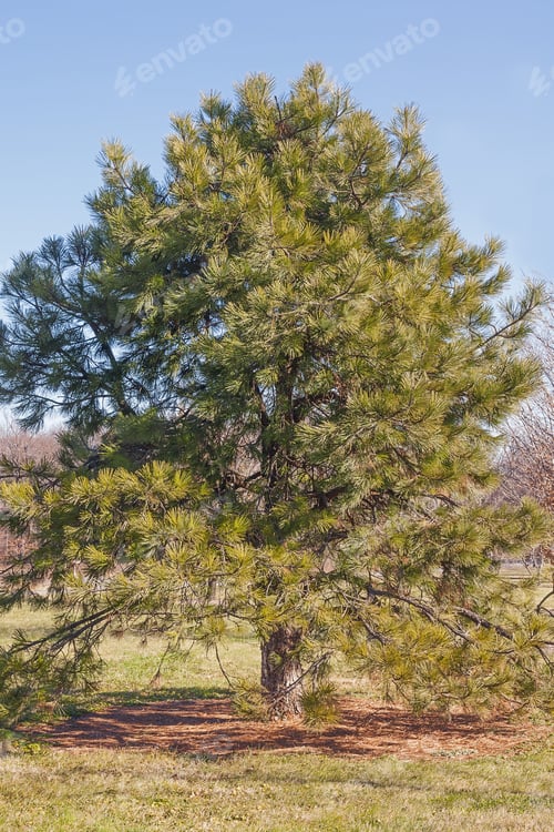 Preview: Ponderosa Pine (Pinus Ponderosa). Called Bull Pine, Blackjack Pine And Western Yellow Pine Also
