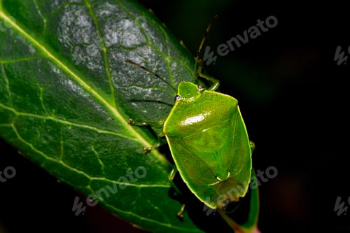 Preview: Green stink bug