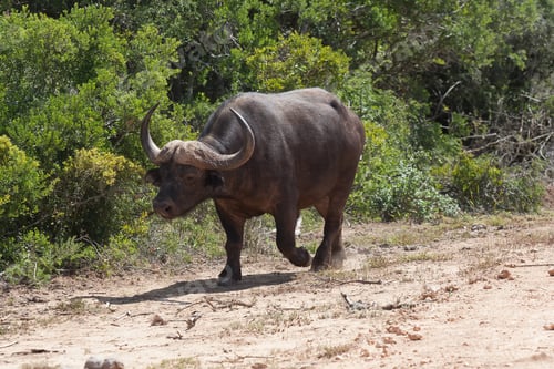 Preview: Selective focus shot of a water buffalo under the sunlight