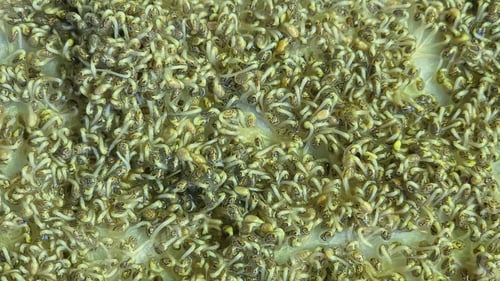 Preview: Microgreens. Growing Chia at Home. . Step-by-Step Instructions.