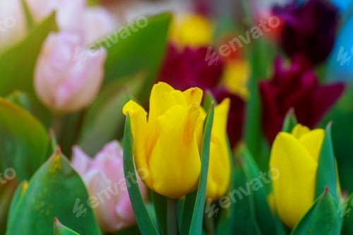 Preview: Bright tulips yellow flowers on fresh spring sunny day