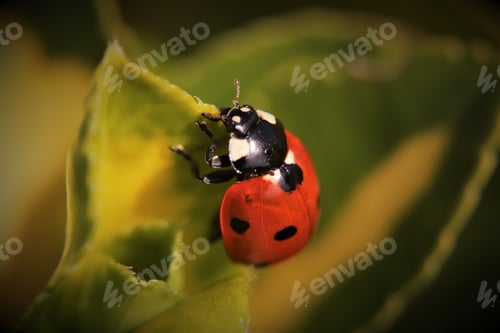 Preview: Ladybird close up