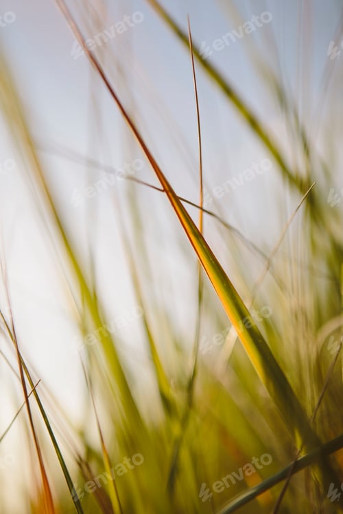 Preview: Low angle view of windswept sea grasses, Long Beach Peninsula