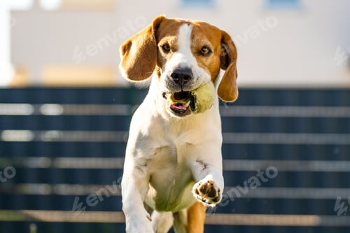 Preview: Beagle dog on a grass running through garden