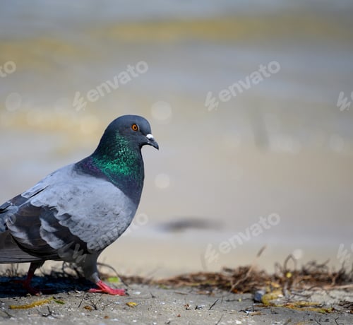 Preview: City pigeon walks on the ground on a summer day