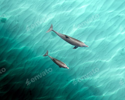 Preview: View of two dolphins swimming in clear turquoise water with a sandy bottom.