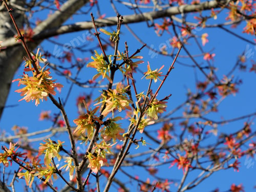 Preview: Springtime Growth On Tree - Photograph Of Springtime Growth On A Tree With A Bright Blue Sky As A
