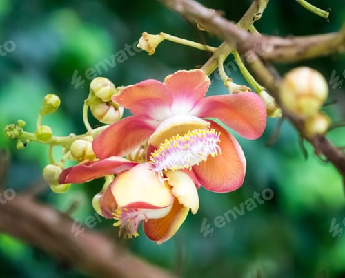 Preview: Cannonball flower