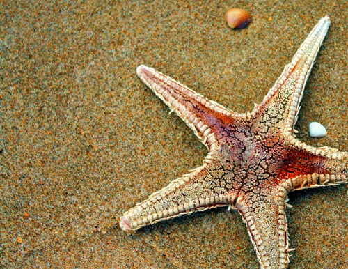 Preview: Starfish on the sandy beach