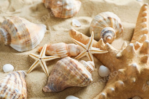 Preview: Many seashells and starfish on sea sand, closeup. Summer vacation backdrop