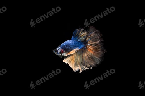 Preview: Beautiful colorful of siamese betta fish