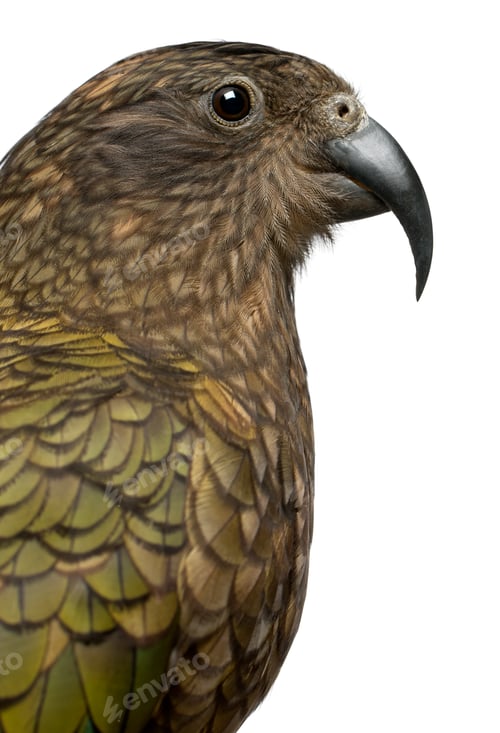 Preview: Portrait of Kea, Nestor notabilis, a parrot in front of white background