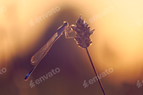 Preview: Dragonfly