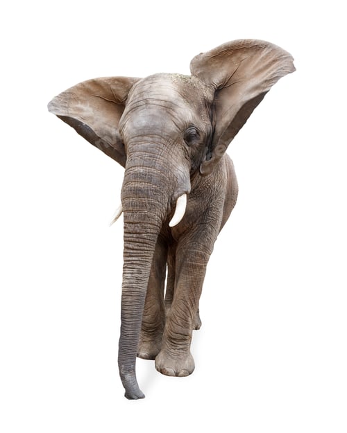 Preview: Funny Elephant Isolated Ears Flying