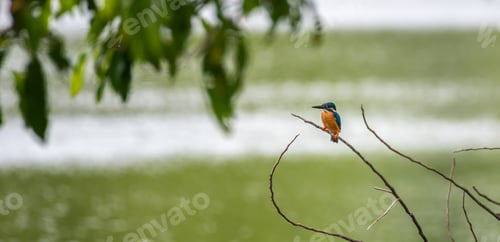 Preview: Beautiful common kingfisher bird perch on a leafless twig over the freshwater lake.