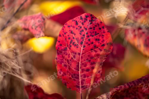 Preview: Close up view of spotted leaf