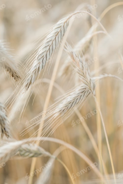 Preview: The setting sun shines with rays on the ears of wheat. Backgrounds of field wheat