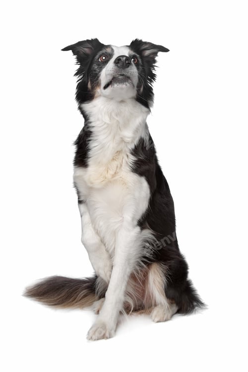 Preview: dog