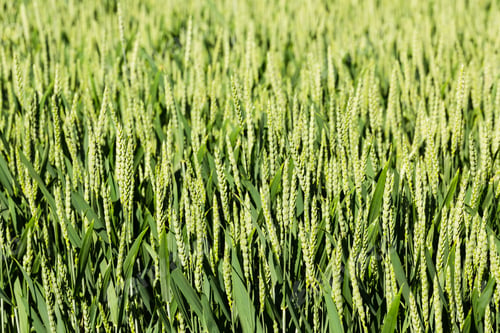 Preview: Green wheat field. Close up. Rural scene, harvesting. Background