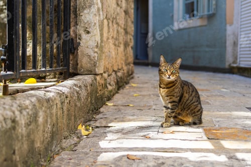 Preview: Tabby cat watching black cat through iron gate
