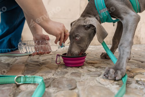 Preview: Weimaraner puppy drinking fresh water from portable bowl during walk with owner