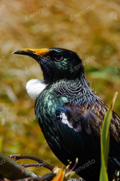 Preview: Vertical shot of a tui bird perched on a fallen branch