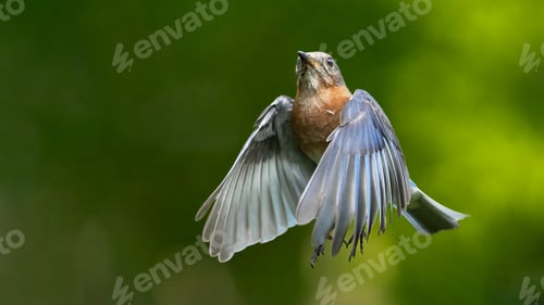 Preview: Eastern Bluebird
