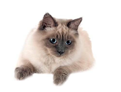 Preview: siberian cat in studio