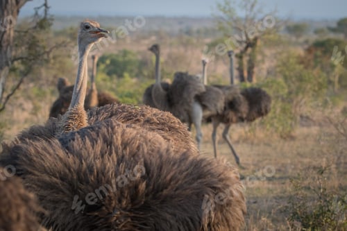 Preview: An ostrich family, Struthio camelus, stand together in a clearing.