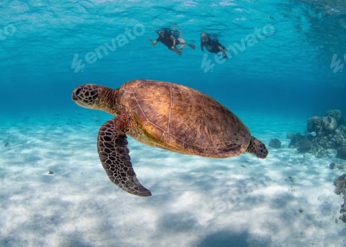 Preview: Green sea turtle (Chelonia mydas) with divers under the ocean