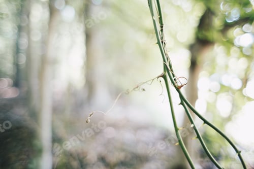 Preview: Thorn vine