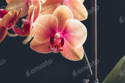 Preview: Orange Phalaenopsis Orchid Plant