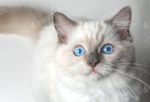 Preview: Ragdoll kitten photo shoot indoors. 14 week old ragdoll kitten.