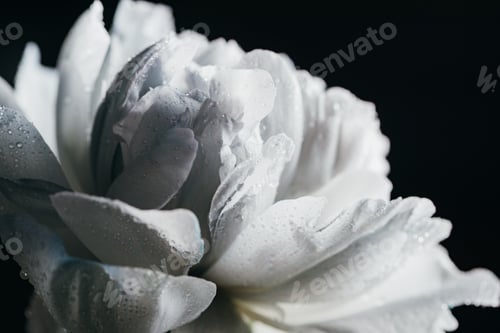 Preview: Close up View of Blue And White Peony With Drops Isolated on Black