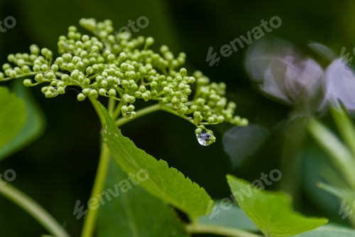 Preview: A branch of flowers with drops after the rain