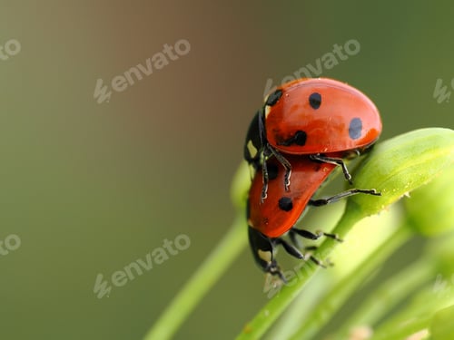Preview: Beetle perched on grass stem atop plant