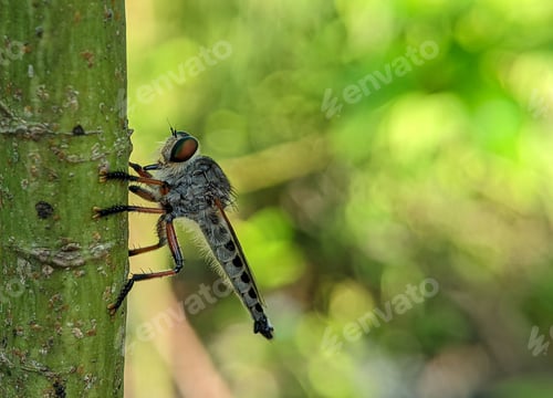 Preview: Closeup of a robber fly perched on a tree