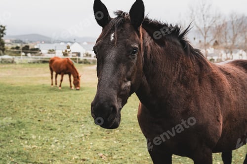 Preview: Close-up of a brown horse in a green field.